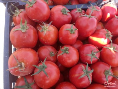 فروش گوجه فرنگی