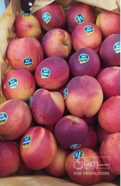 فروش شلیل مغان