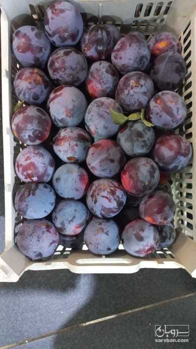 فروش آلو کالیفرنیا