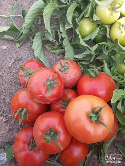 فروش گوجه فرنگی