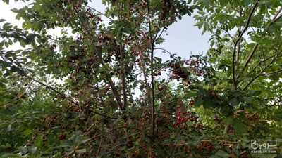 فروش آلبالو