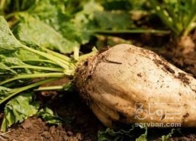 فروش چغندر قند