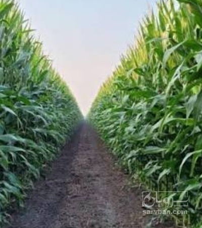 فروش چاپر ذرت - سیلاژ ذرت