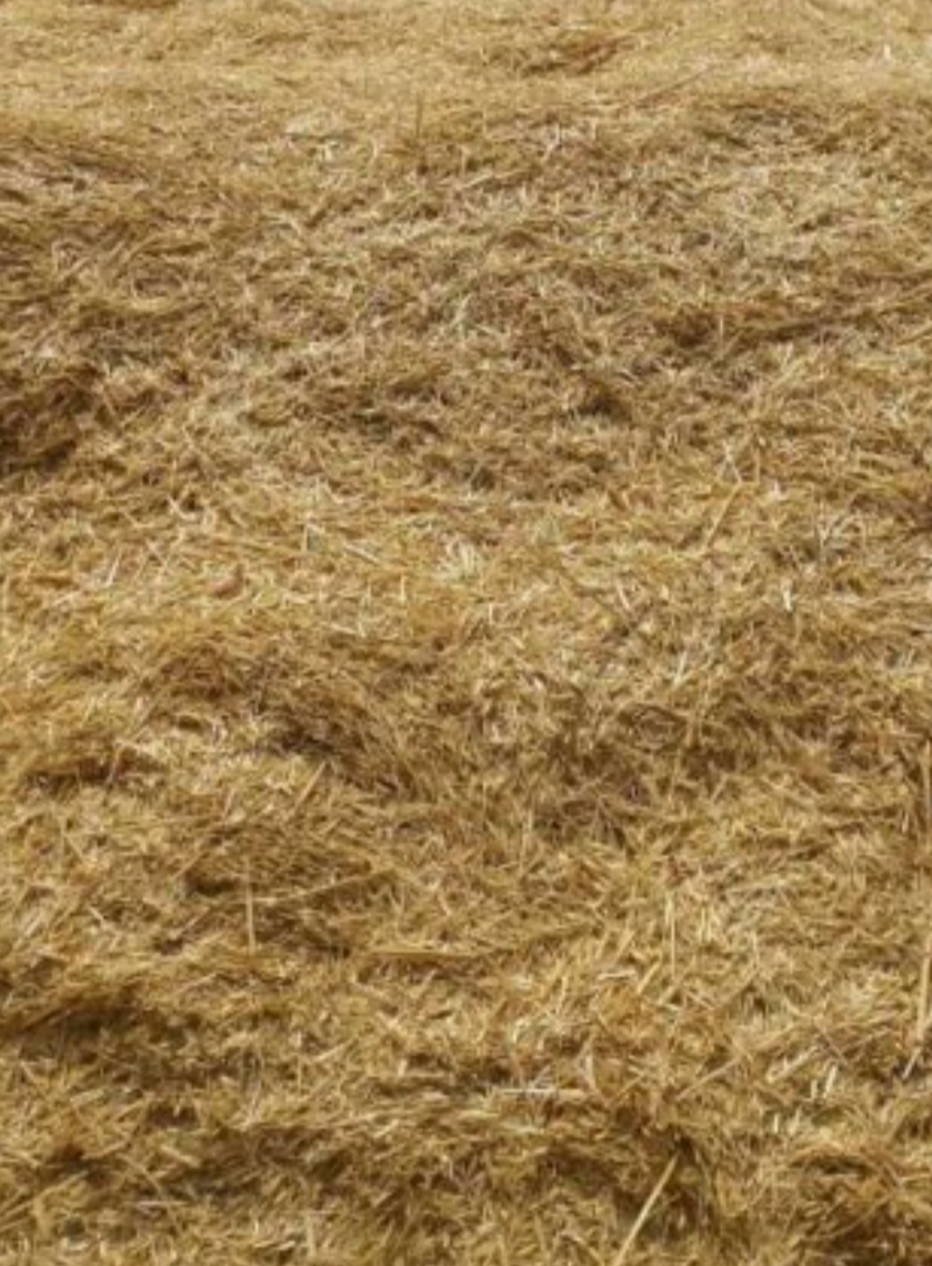 فروش کاه و کلش گندم