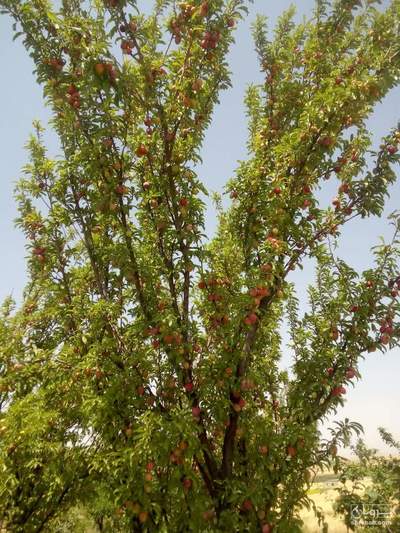 فروش آلو شابلون