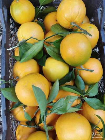 فروش پرتقال