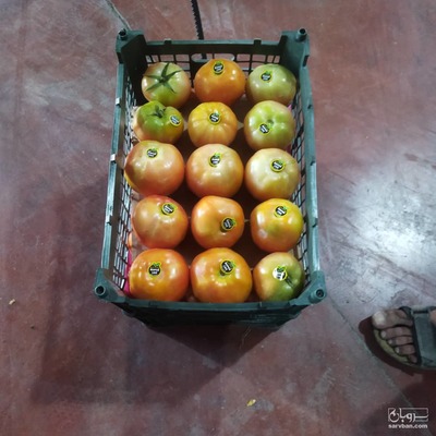 فروش گوجه فرنگی