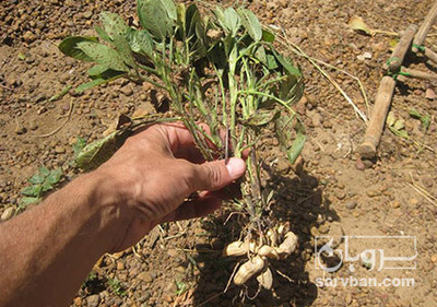 فروش بادام زمینی