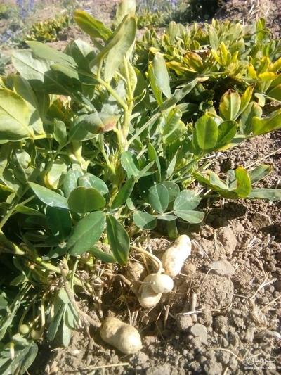 فروش بادام زمینی