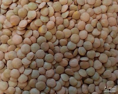 فروش عدس