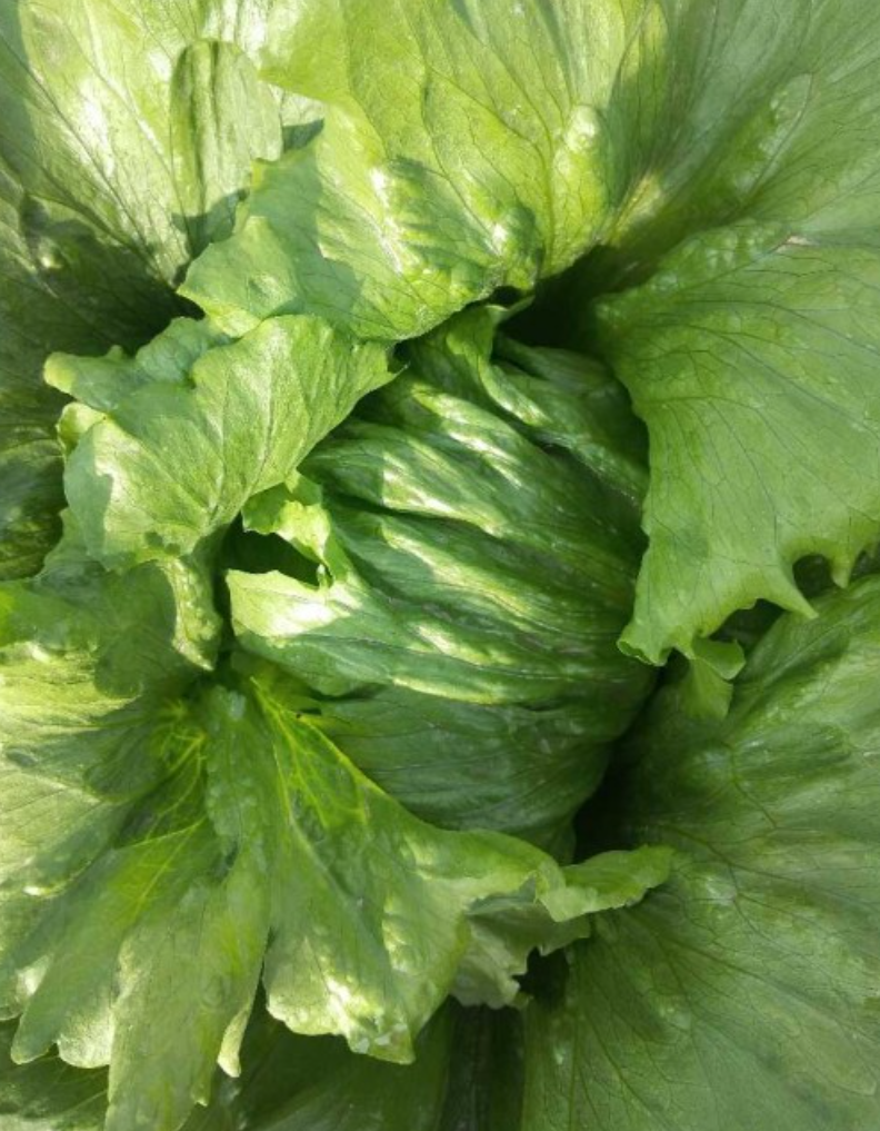 فروش کاهو ایسبرگ