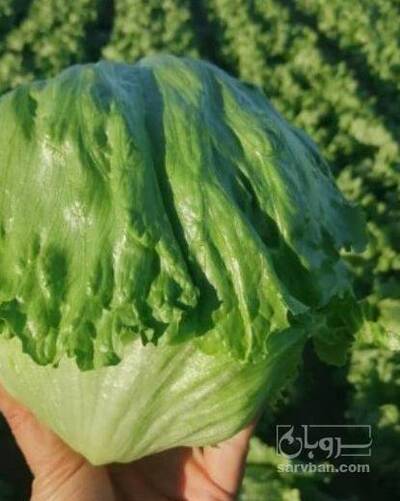 فروش کاهو ایسبرگ