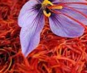 فروش زعفران  سرگل (گیاه‌ دارویی)