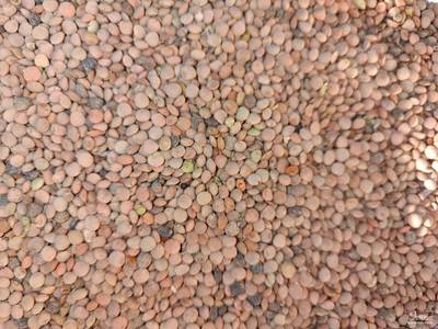 فروش عدس قرمز