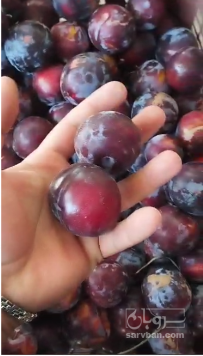 فروش آلو شابلون