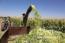 فروش ذرت علوفه