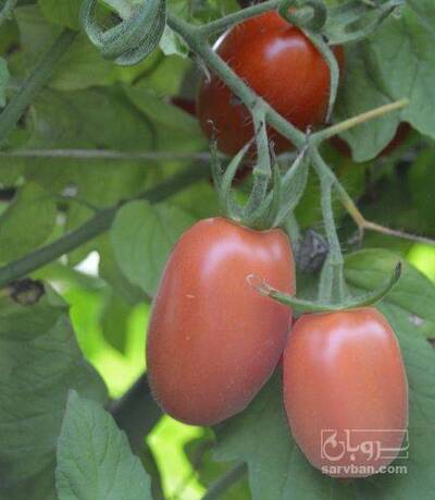 فروش گوجه فرنگی