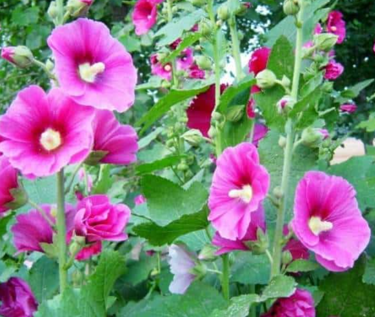 فروش گل ختمی خالص خشک