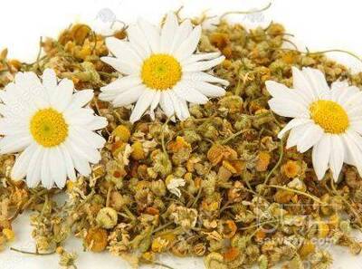 فروش بابونه