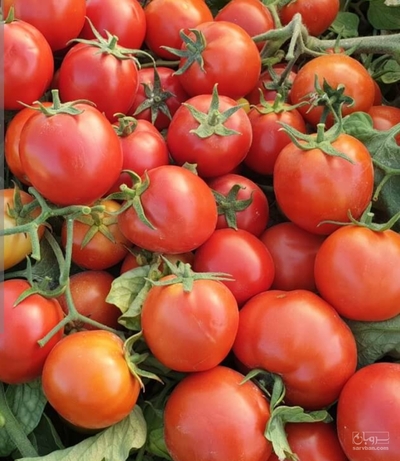 فروش گوجه فرنگی