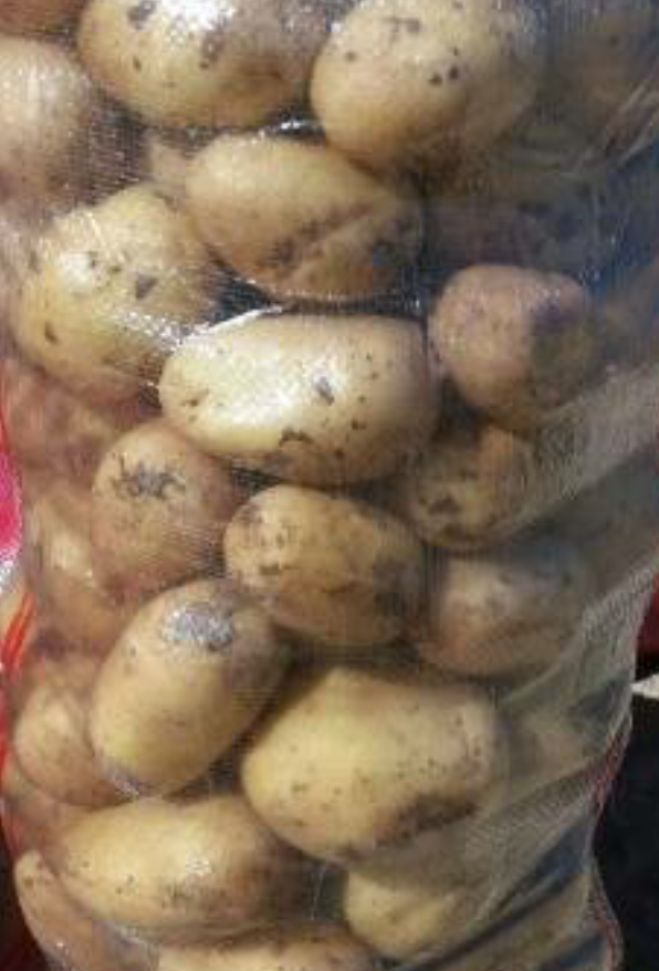 فروش سیب زمینی بامبا