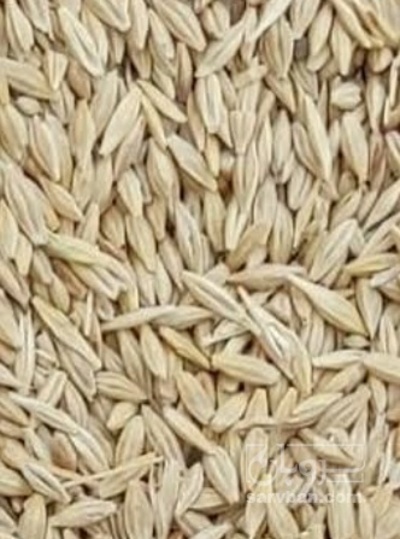 فروش جو خوراک دام