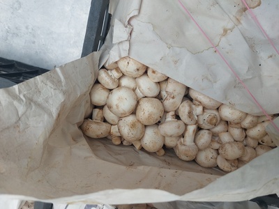 فروش قارچ دکمه ای