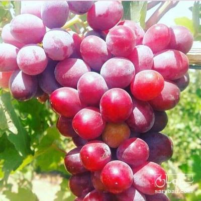 انگور فلیم سیدلس