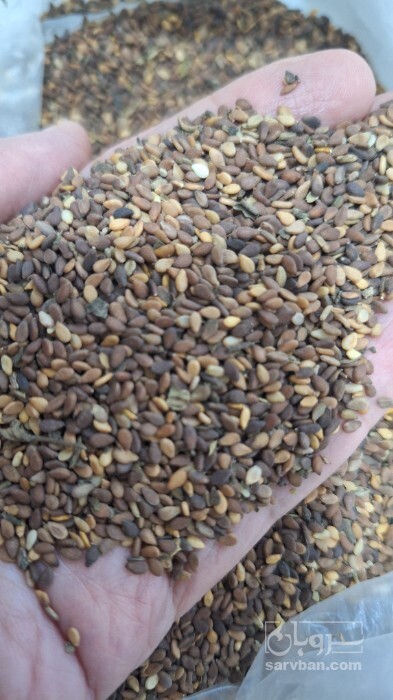 فروش کنجد