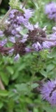 فروش پونه (گیاه‌ دارویی)