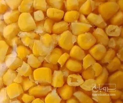 فروش ذرت منجمد