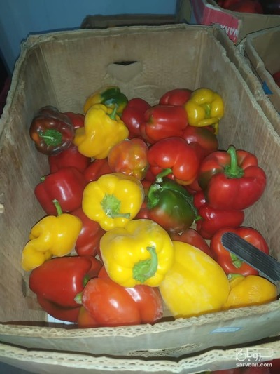 فروش فلفل دلمه ای رنگی