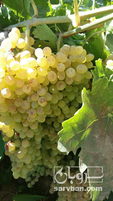 فروش انگور