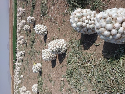فروش پیاز سفید