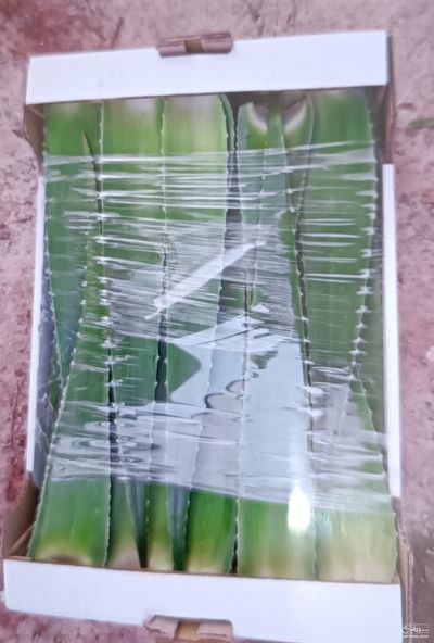 فروش آلوئه ورا برگ