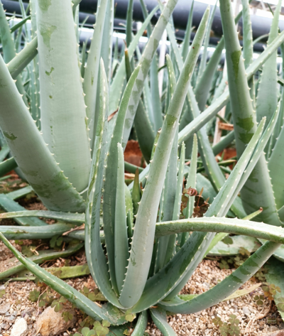 فروش آلوئه ورا