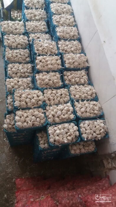 سیر سفید همدان