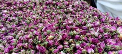 فروش گل محمدی