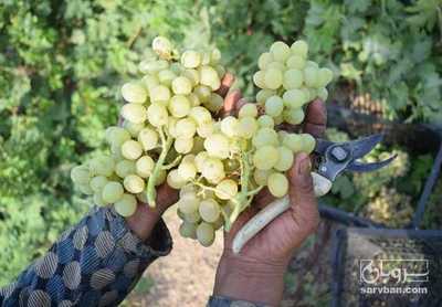 فروش انگور