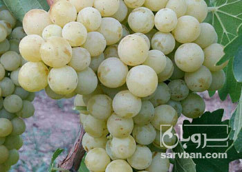 فروش انگور سفید