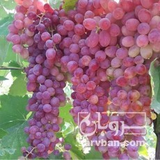فروش انگورقرمز