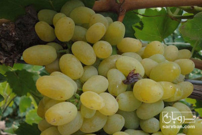 فروش انگور سفید