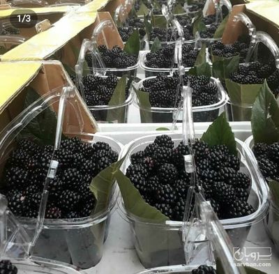 فروش تمشک سیاه صادراتی تازه مزرعه ایی