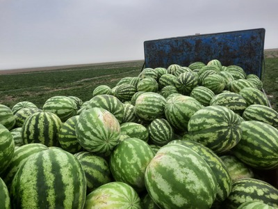 فروش هندوانه گرد