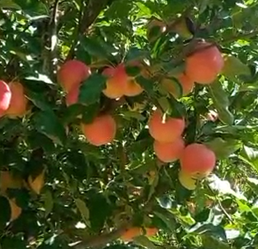 فروش سیب مارلین