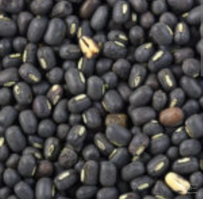 فروش قره ماش (ماش سیاه)