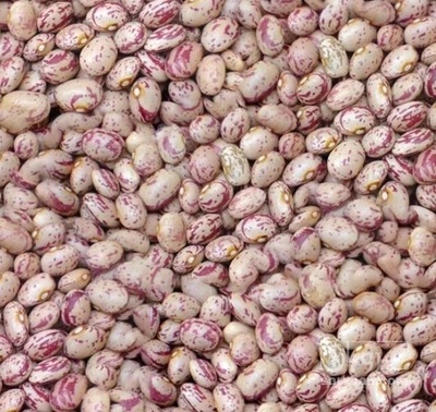 فروش لوبیا چیتی