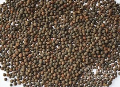 فروش گاودانه - کرسنه  - کوروشنه