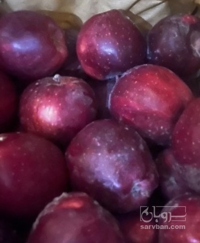 فروش سیب قرمز