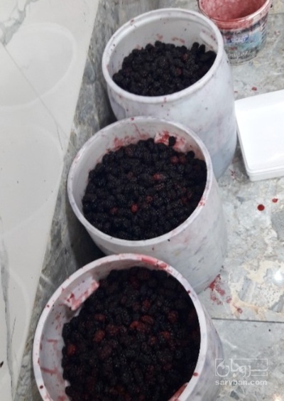 فروش شاتوت منجمد